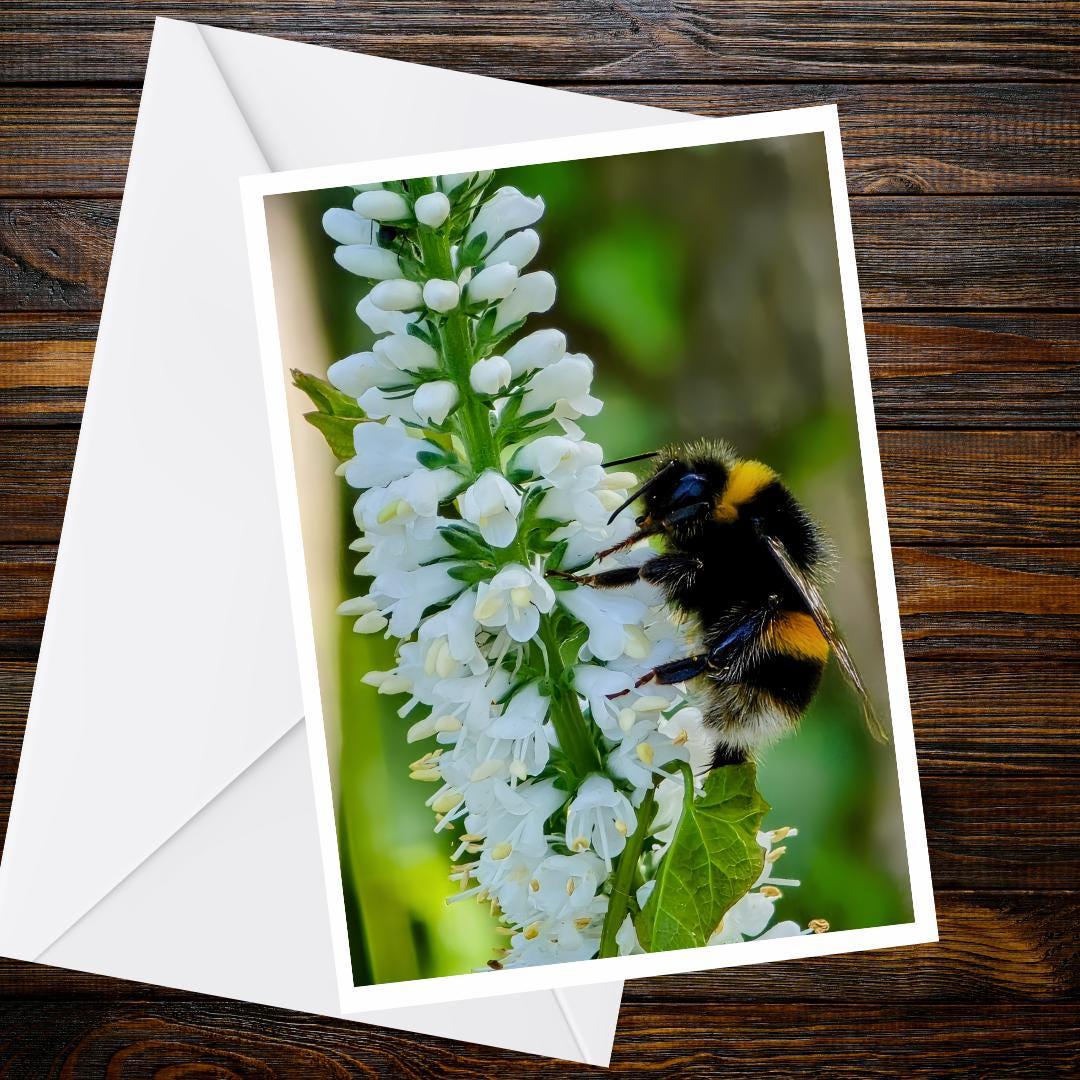 Bumblebee on White Flower A6 Card, Wildlife Photography Greeting, Nature Lover Gift