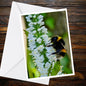 Bumblebee on White Flower A6 Card, Wildlife Photography Greeting, Nature Lover Gift