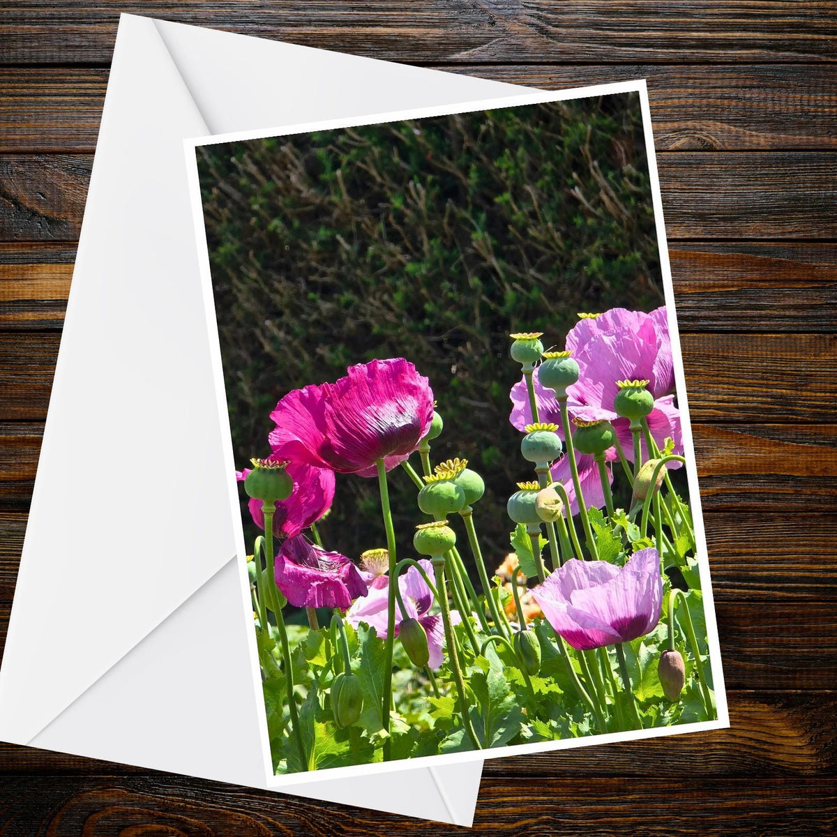 Pink & Mauve Poppies A6 Greetings Card - Nature Photography Card, Blank Inside (Summer Flower Collection)