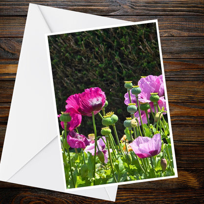 Pink & Mauve Poppies A6 Greetings Card - Nature Photography Card, Blank Inside (Summer Flower Collection)