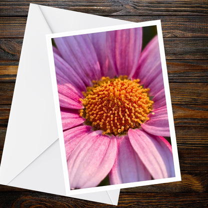 Purple Osteospermum Greeting Card - A6 macro photo of lilac daisy