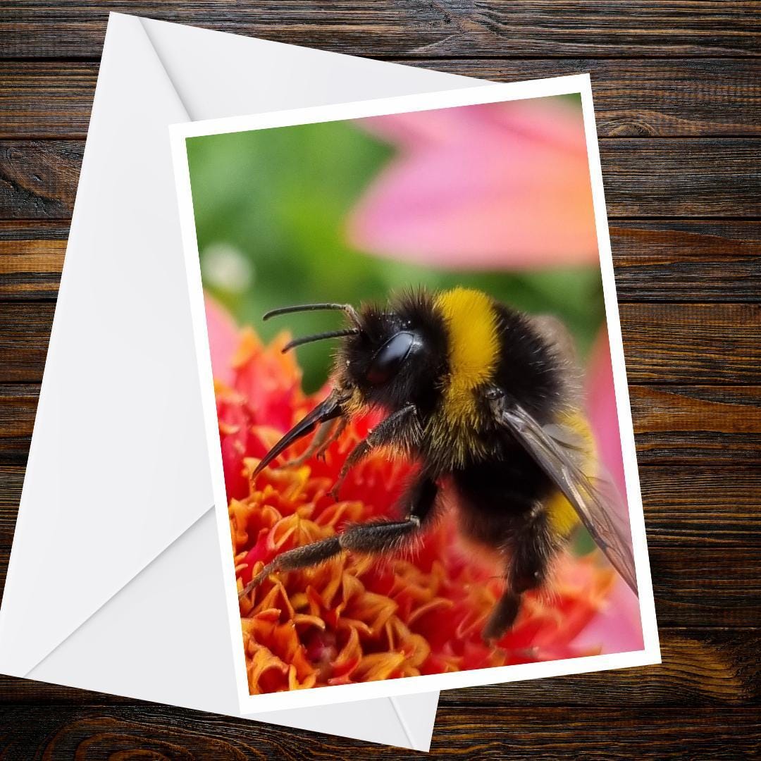 Close-Up Bumblebee Greeting Card, Dahlia Flower Photography, A6 Matte Nature Card