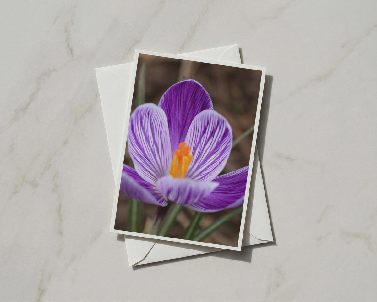 Purple Crocus Card, Spring Flower Greeting Card, Botanical Photo, Blank Inside A6