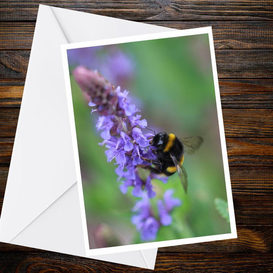 Bumblebee on Purple Wildflower A6 Greeting Card, Wildlife Nature Photography (Blank Inside)