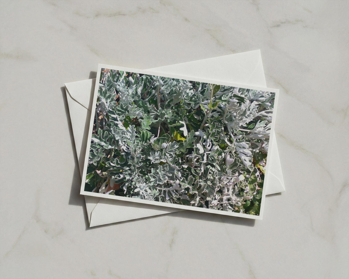 Silver Dusty Miller Foliage Card, Grey Green Botanical Greeting Card, Garden Plant