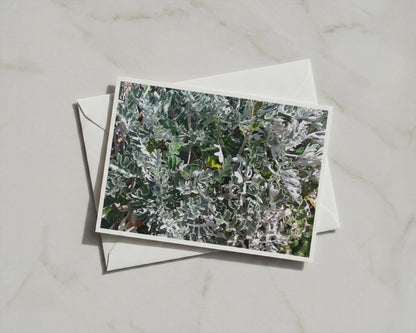 Silver Dusty Miller Foliage Card, Grey Green Botanical Greeting Card, Garden Plant