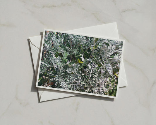 Silver Dusty Miller Foliage Card, Grey Green Botanical Greeting Card, Garden Plant