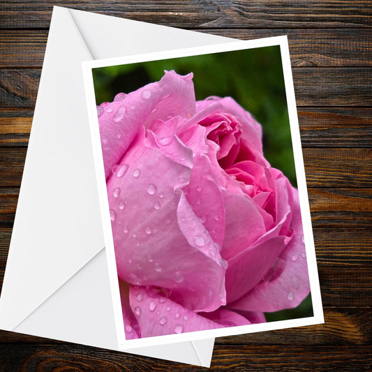 Pink Rose Greeting Card — Dew-Covered Close-Up (Summer Flower Collection), A6 matt