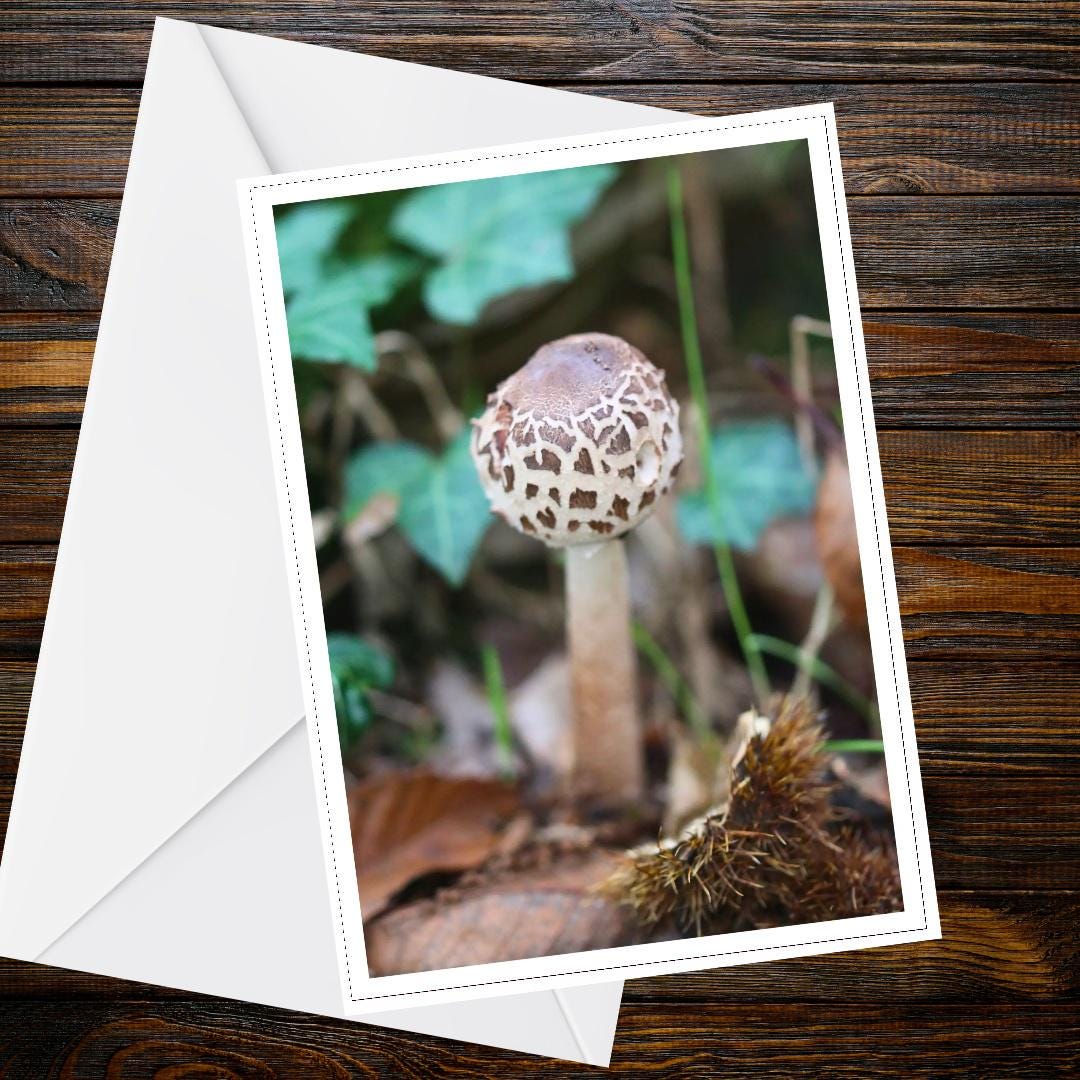 Shaggy Scalycap Fungi Greeting Card | Woodland Mushroom Nature Card | Botanical Wildlife Illustration | Handmade All Occasion Card