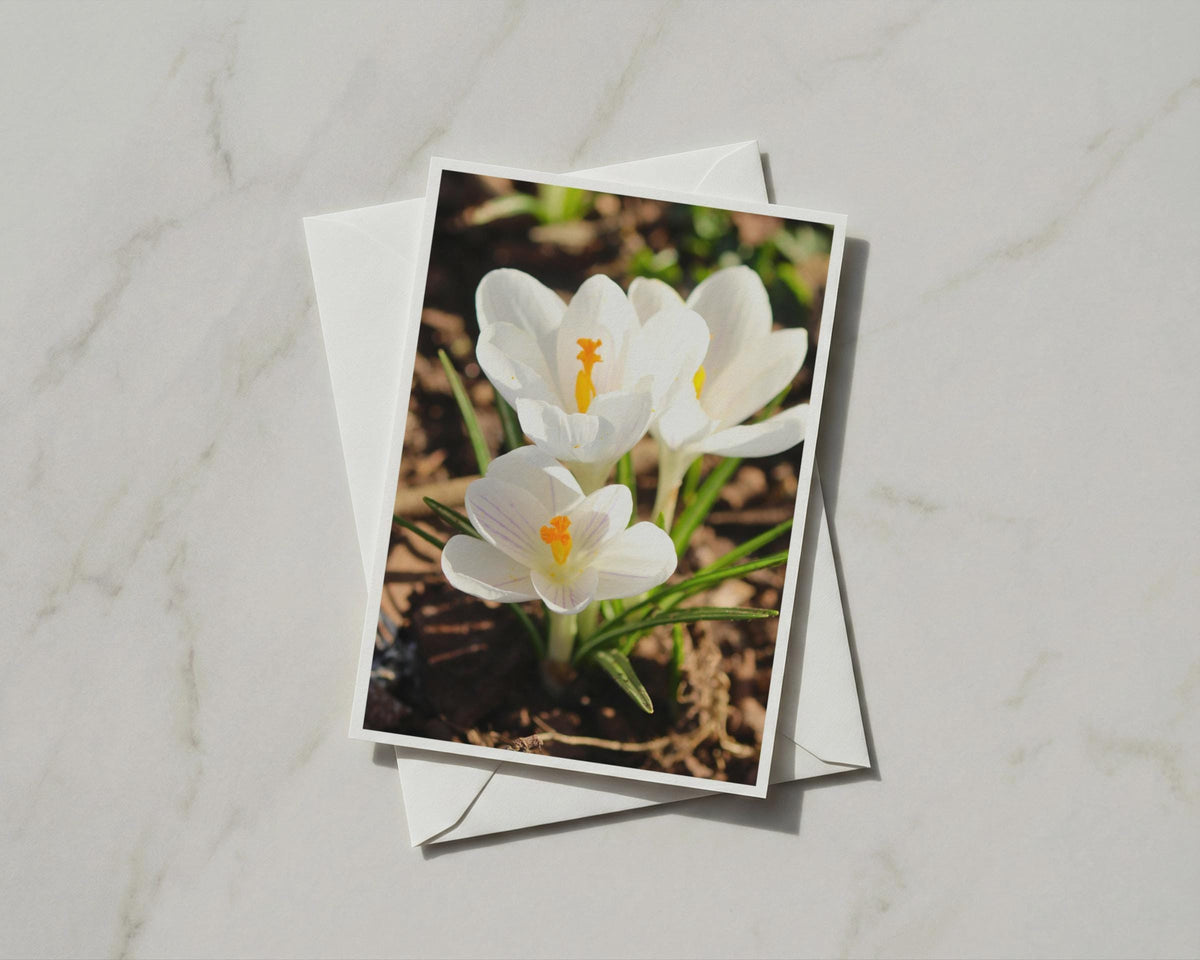 White Crocus Flower Card, Spring Garden Floral A6 Card, Yellow Stamen Botanical Card