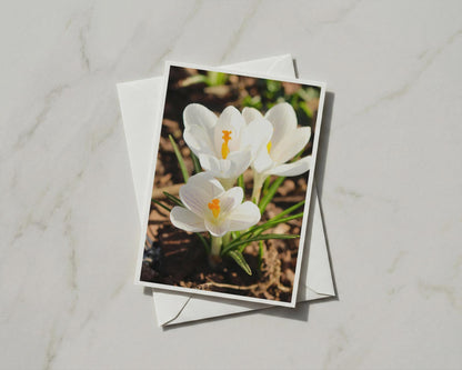 White Crocus Flower Card, Spring Garden Floral A6 Card, Yellow Stamen Botanical Card