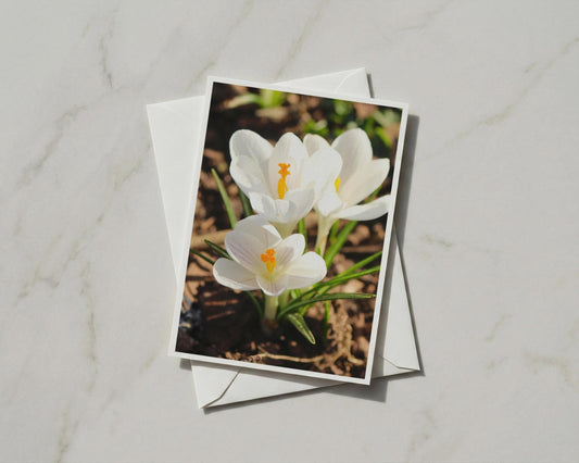 White Crocus Flower Card, Spring Garden Floral A6 Card, Yellow Stamen Botanical Card