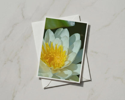 White Water Lily Card, Botanical Flower Photography, Pond Nature Card, Yellow Centre