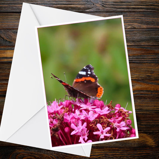 Red Admiral Butterfly A6 Greetings Card — Butterfly Collection | UK Nature Photo