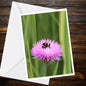 Bumblebee Pink Cornflower A6 Greeting Card, Wildlife Nature Photography (Blank Inside)