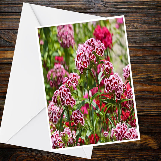 Sweet William Floral A6 Greeting Card – Pink Red Dianthus Photo, Summer Garden Blooms