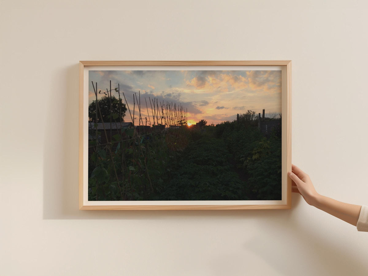 Allotment Sunset Poster, Vegetable Garden Framed-Print, Golden Sky Wall Art, Grow Your Own, Kitchen or Garden Room Decor, Nature Photography