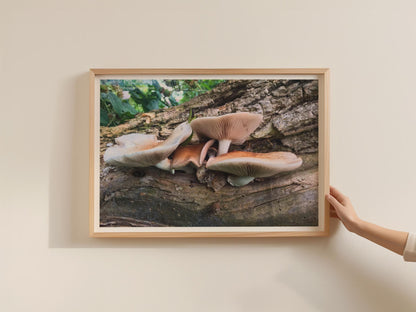 Wild Fungi on Fallen Log Poster, Woodland Mushroom Framed Print, Nature Photography Wall Art, Forest Decor