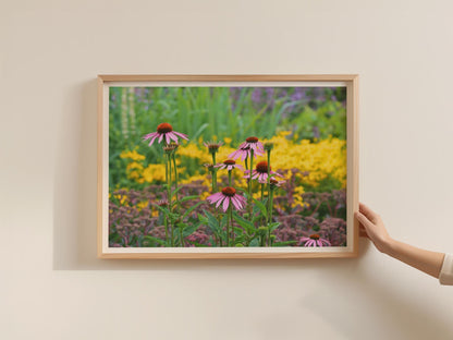 Echinacea Garden Poster, Purple Coneflower Framed-Print, Botanical Flower Wall Art, Colourful Summer Garden Print, Nature Photography