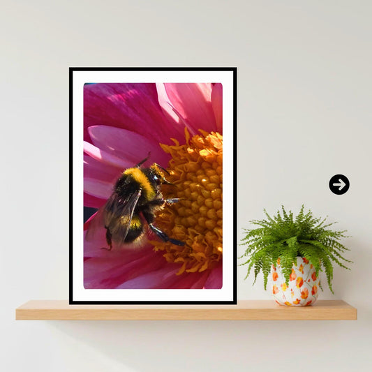 Bumblebee Pink Dahlia Macro Print | Vibrant Floral Nature Wall Art