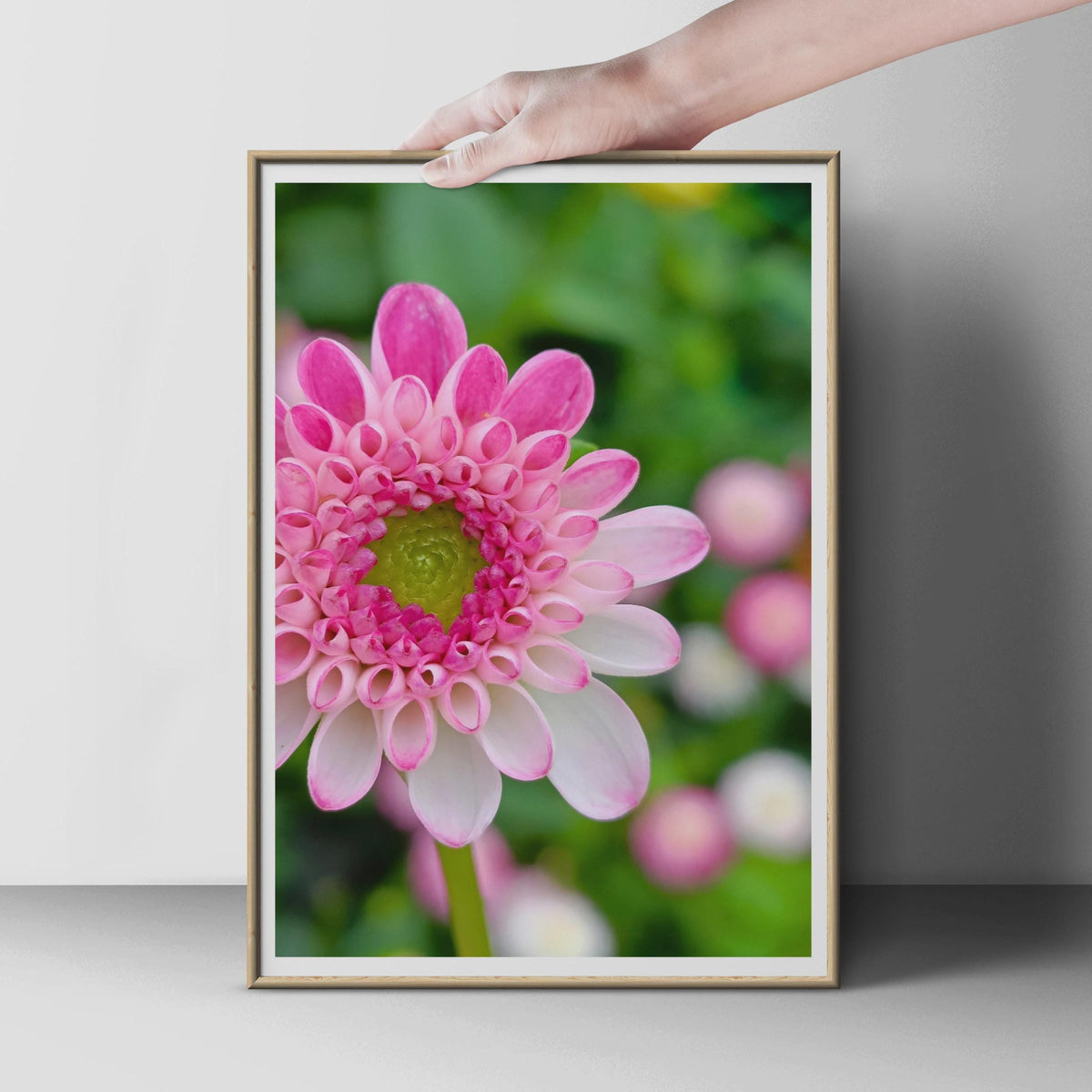 Pink Dahlia Close Up Flower Photography Print, Macro Floral Wall Art, Garden Bloom Poster, Pink and White Botanical Photo Print for Home