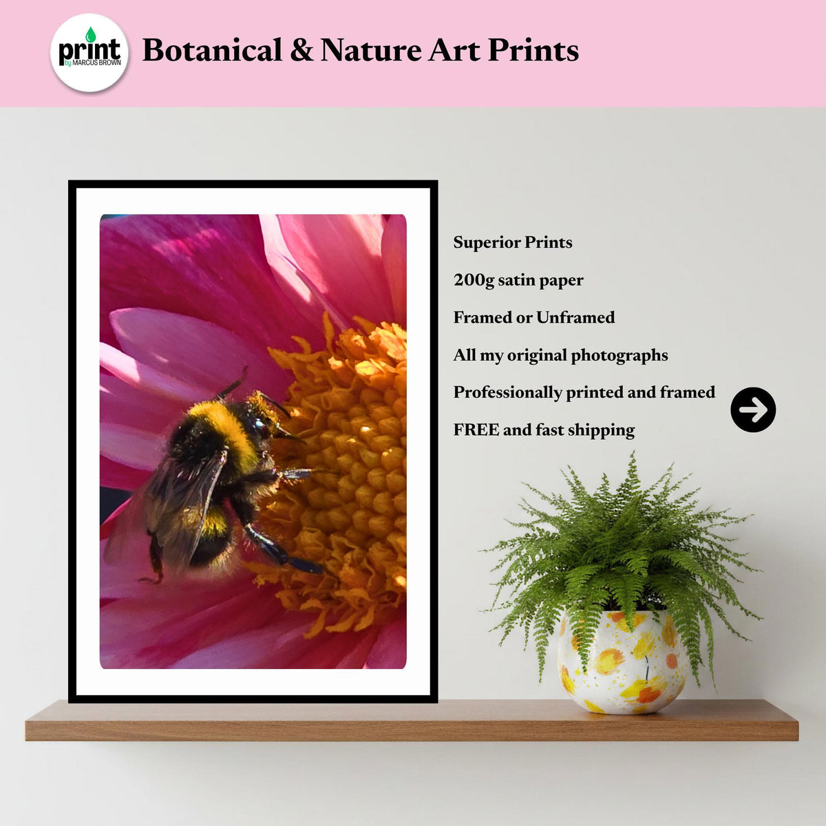 Bumblebee Pink Dahlia Macro Print | Vibrant Floral Nature Wall Art