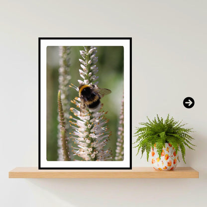 Macro Bumblebee Photography Print | White Botanical Nature Wall Art