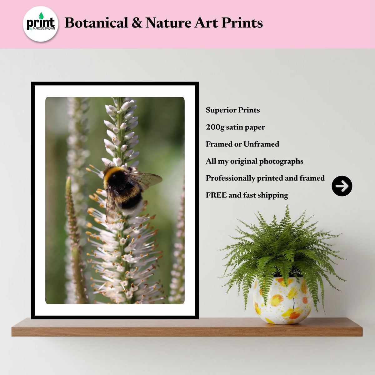 Macro Bumblebee Photography Print | White Botanical Nature Wall Art