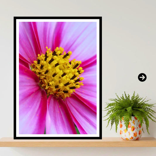 Pink Cosmos Flower Print, Vibrant Macro Botanical Photography, Cottagecore Nature Wall Art