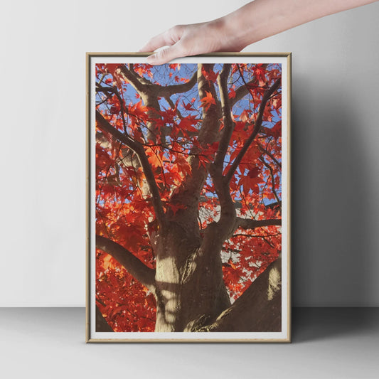 Autumn Maple Tree Poster, Red Leaves Nature Photography Print, Fall Foliage Wall Art, Seasonal Forest Decor, Portrait Tree Photo Print