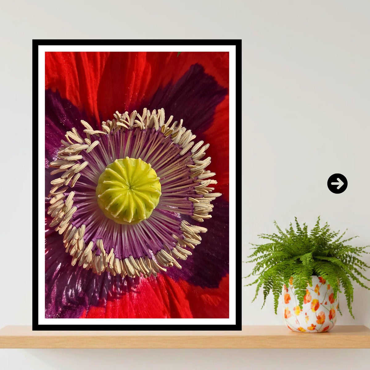 Red Poppy Macro Print: Botanical Fine Art Floral Photography (Poppy Collection)