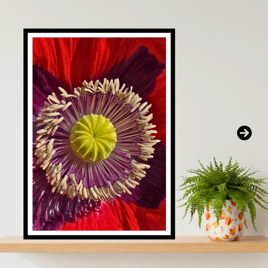 Red Poppy Macro Print: Botanical Fine Art Floral Photography (Poppy Collection)