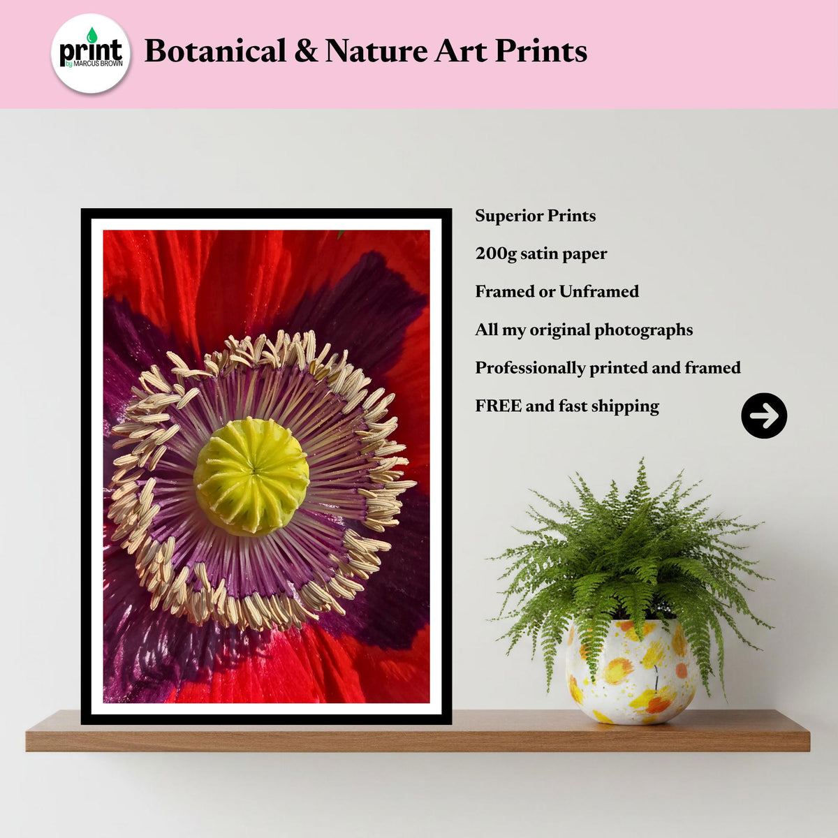 Red Poppy Macro Print: Botanical Fine Art Floral Photography (Poppy Collection)