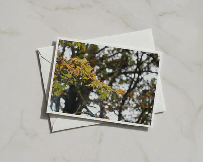 Autumn Maple Leaves Poster, Japanese Maple Tree Framed-Print, Fall Foliage Wall Art, Nature Photography, Green Gold Woodland Seasonal Print