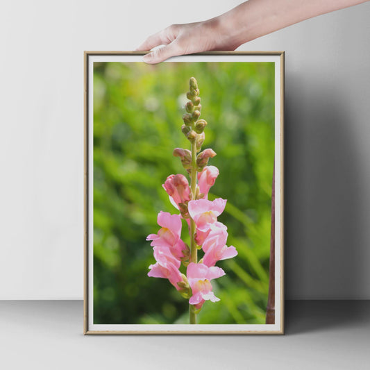 Pink Snapdragon Flower Poster, Antirrhinum Wall Art Print, Botanical Photography, Garden Floral Decor, Summer Bloom Print for Home