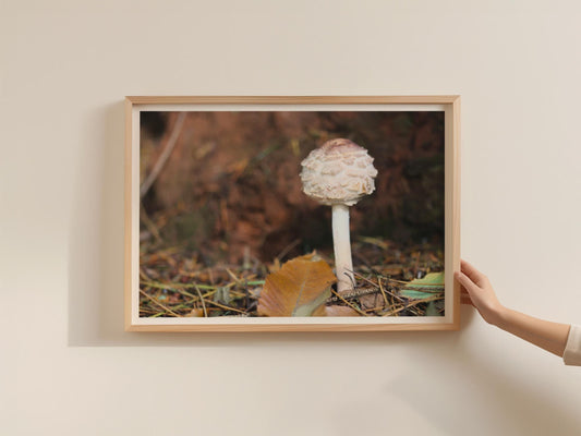 Fungi Mushroom Poster, Shaggy Parasol Print, Autumn Forest Wall Art, Nature Photography, Woodland Framed-Print, Brown Botanical Decor