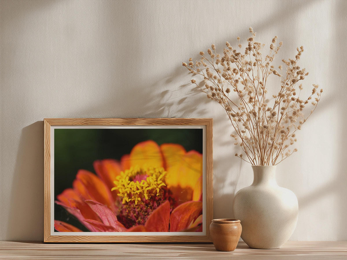 Orange Zinnia Flower Macro Poster, Botanical Floral Framed-Print, Warm Tones Wall Art, Close Up Garden Photography Print