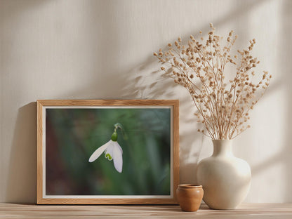 Snowdrop Flower Poster, White Spring Botanical Framed-Print, Macro Nature Photography, Green Garden Wall Art, Minimalist Floral Home Decor