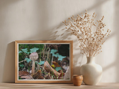 Parasol Mushroom Fungi Poster mockup - Neutral_Mockup_Studio_509