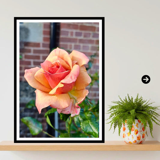 Peach Apricot Rose Print: Botanical Garden Floral Photography Poster