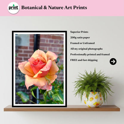 Peach Apricot Rose Print: Botanical Garden Floral Photography Poster