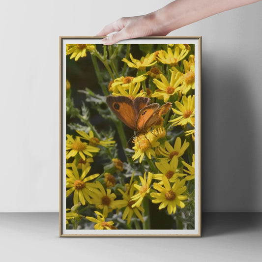Gatekeeper Butterfly on Ragwort Poster, Orange Brown Butterfly Wall Art, Yellow Wildflower Nature Print, British Wildlife Photography