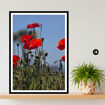 Red Poppy Meadow Print: Wildflower Botanical Photography Wall Art