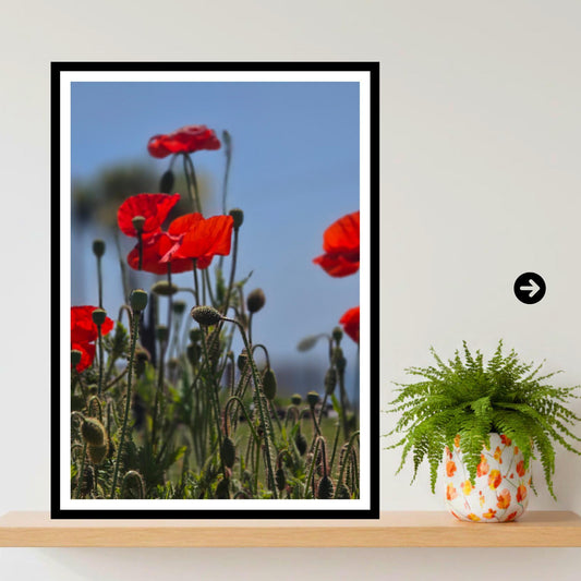 Red Poppy Meadow Print: Wildflower Botanical Photography Wall Art