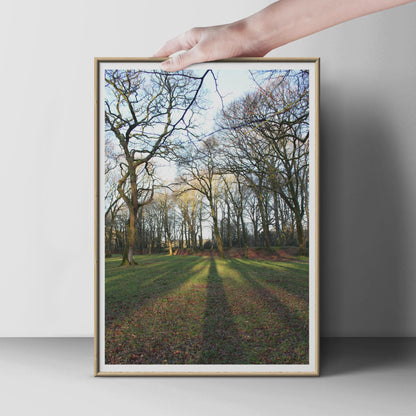 Bare Winter Trees Photography Print, Long Shadows Forest Poster, Nature Wall Art, Woodland Photo Print, Moody Landscape, Living Room Decor