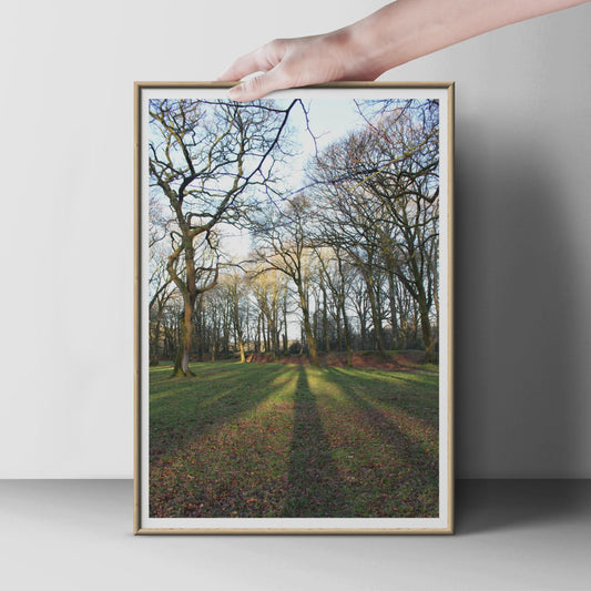 Bare Winter Trees Photography Print, Long Shadows Forest Poster, Nature Wall Art, Woodland Photo Print, Moody Landscape, Living Room Decor