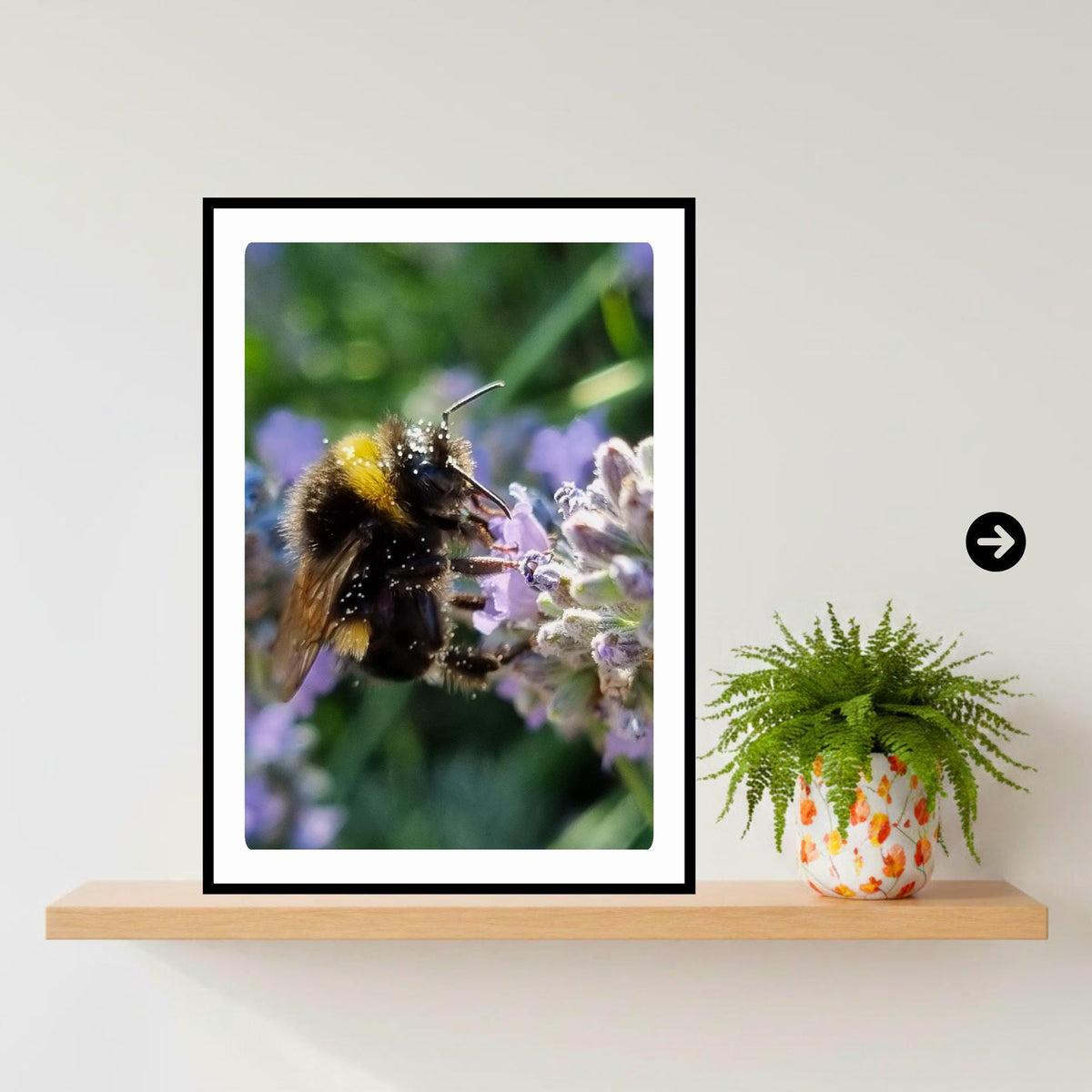 Macro Bumblebee Photography Print | Lavender Botanical Wildlife Art