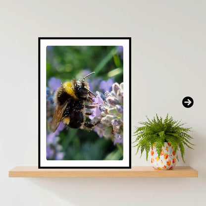 Macro Bumblebee Photography Print | Lavender Botanical Wildlife Art