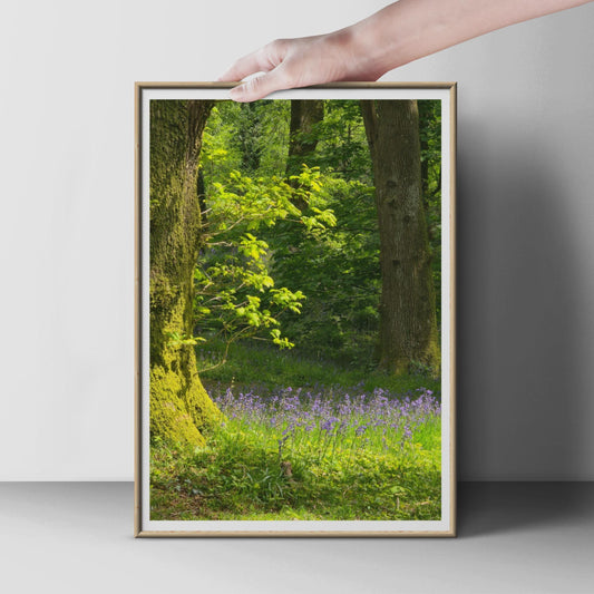Bluebell Wood Photography Print, Spring Forest Poster, British Woodland Wall Art, Green Nature Photo, Wildflower Trees Home Decor