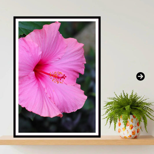 Pink Hibiscus Close-Up — Eden Project Cornwall Wall Art Photography Print